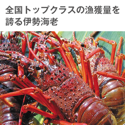 伊勢海老の写真